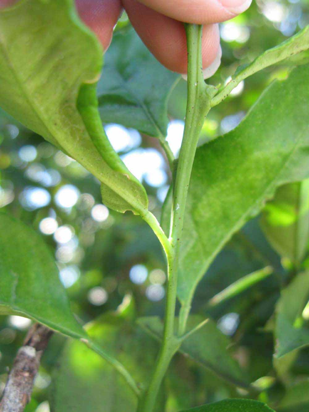            First year twig (Winter Haven, FL)   